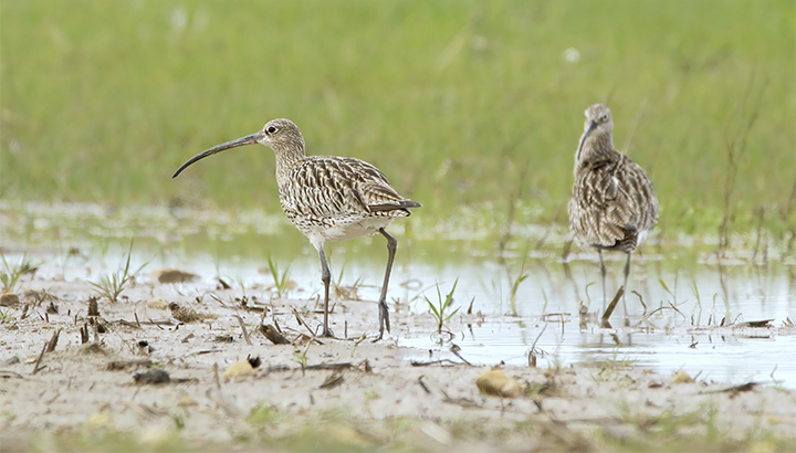 Les oiseaux du domaine du Léché